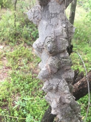 Zanthoxylum usambarense