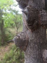 Zanthoxylum usambarense