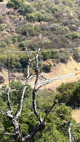 iNaturalist observation photo of California Scrub-Jay