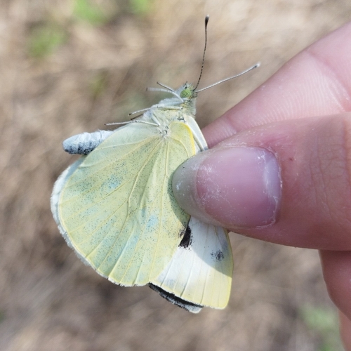 Large White