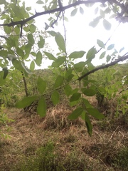 Zanthoxylum usambarense