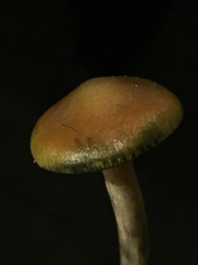 Psilocybe cyanescens