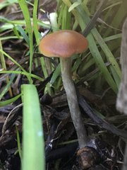 Psilocybe cyanescens