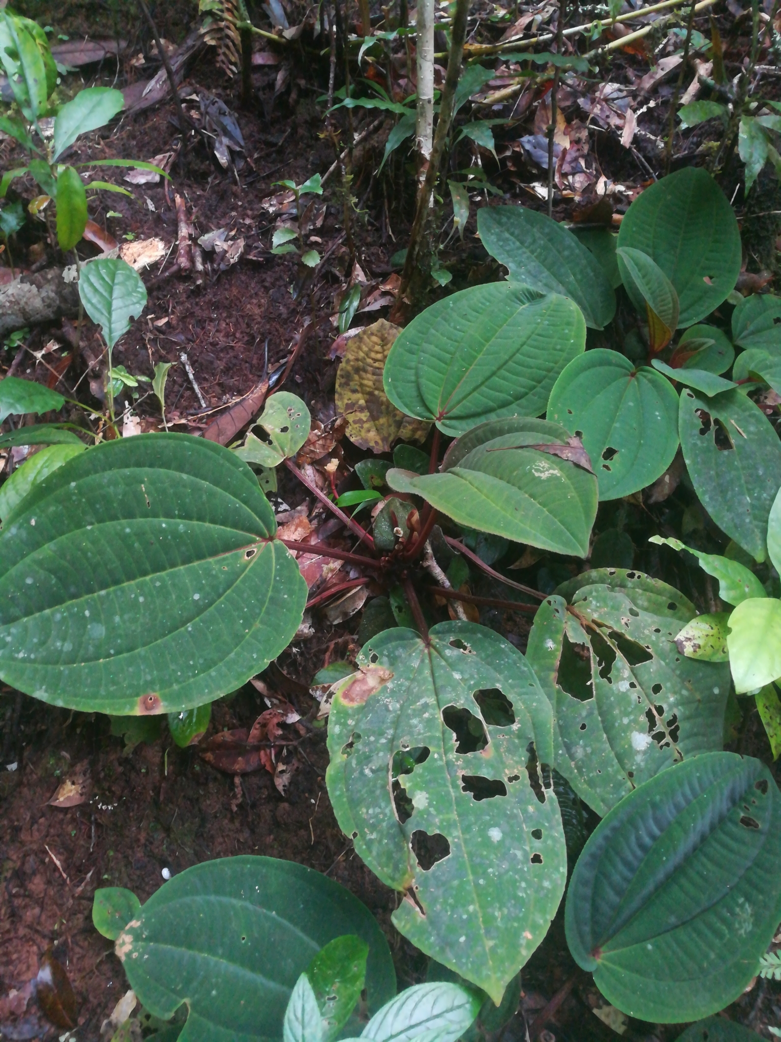 Phyllagathis megalocentra — ảnh 3