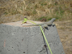 Microlophus atacamensis