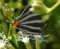 Panthiades bathildis