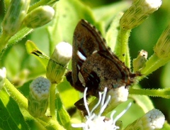 Anteros carausius carausius