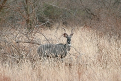 Tragelaphus imberbis