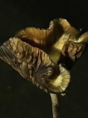 Psilocybe cyanescens