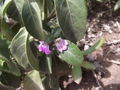 Justicia petiolaris