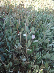 Atriplex verrucifera
