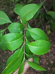 Elaeodendron australe