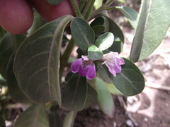 Justicia petiolaris