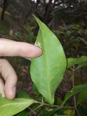 Elaeodendron australe
