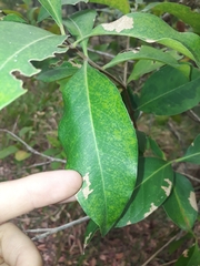Elaeodendron australe