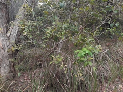 Elaeodendron australe