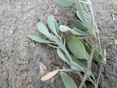 Atriplex verrucifera