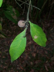 Elaeodendron australe
