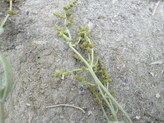 Atriplex verrucifera