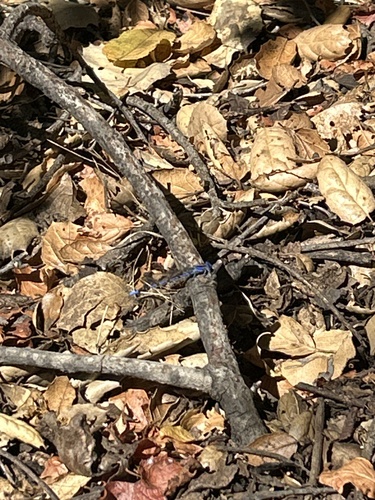 iNaturalist observation photo of Vivid Dancer