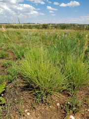 Tristachya biseriata