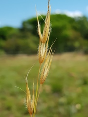 Tristachya biseriata