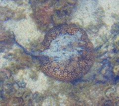 Urobatis tumbesensis