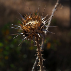 Onopordum carduiforme