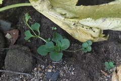 Chrysosplenium kamtschaticum