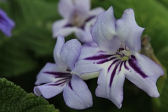 Streptocarpus floribundus