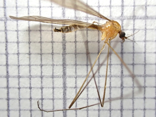 Pilaria fuscipennis