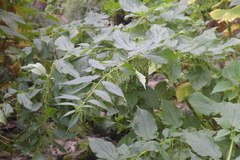 Urtica platyphylla