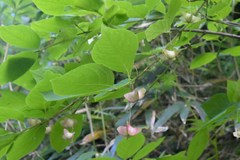 Euonymus macropterus