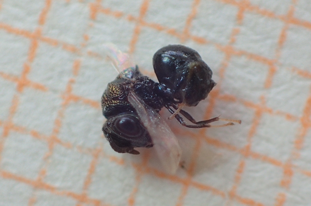 Perilampus laevifrons