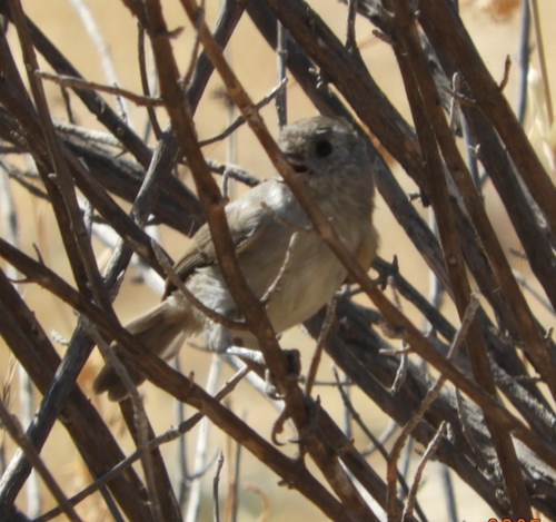 iNaturalist observation photo of Oak Titmouse