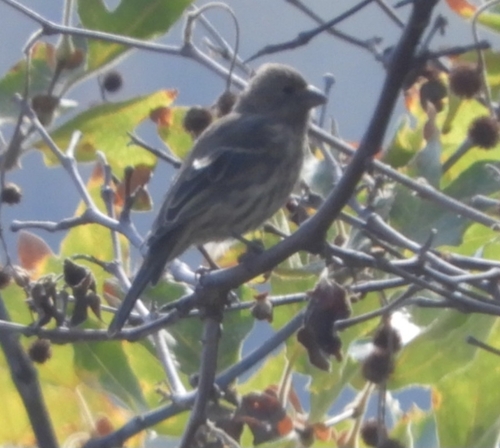iNaturalist observation photo of House Finch