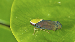 Tartessini
