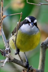 Coereba flaveola caboti