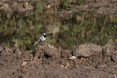Motacilla alba
