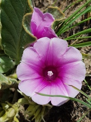 Ipomoea ommanneyi
