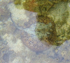 Urobatis tumbesensis