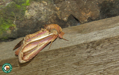 Rifargia picta