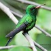 Cozumel Emerald - Photo (c) Luis Guillermo, some rights reserved (CC BY-NC), uploaded by Luis Guillermo