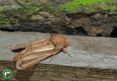 Rifargia picta