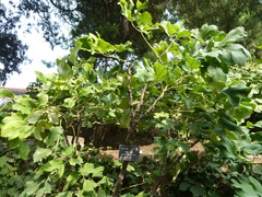 Paeonia suffruticosa