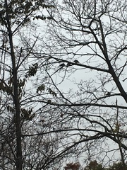 Zenaida macroura carolinensis