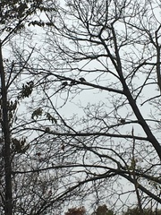 Zenaida macroura carolinensis