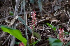 Alpinia japonica