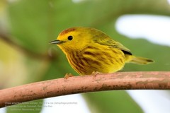 Setophaga petechia rufivertex