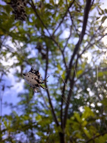 Spinybacked Orbweaver